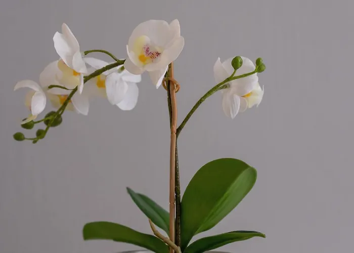 Okolna Cozy Remote Work By Renters *